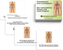 Arbeitskartei zum Lernteppich: Der menschliche Körper und seine Organe