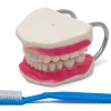 Die Zähne und das Gebiss - Ein Modell zur Zahnpflege