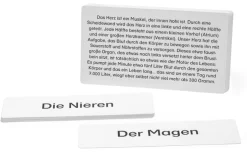 Legematerial für den Lernteppich Körper und Organe