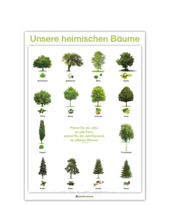 Lernposter Unsere heimischen Bäume (DOWNLOAD)