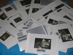 Leseübungen zu Tiger, Katze, Gepard, Löwe, Luchs (DOWNLOAD)